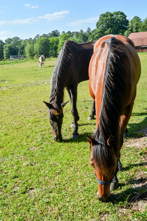 Bed and Breakfast Dublin Farm Экстерьер фото